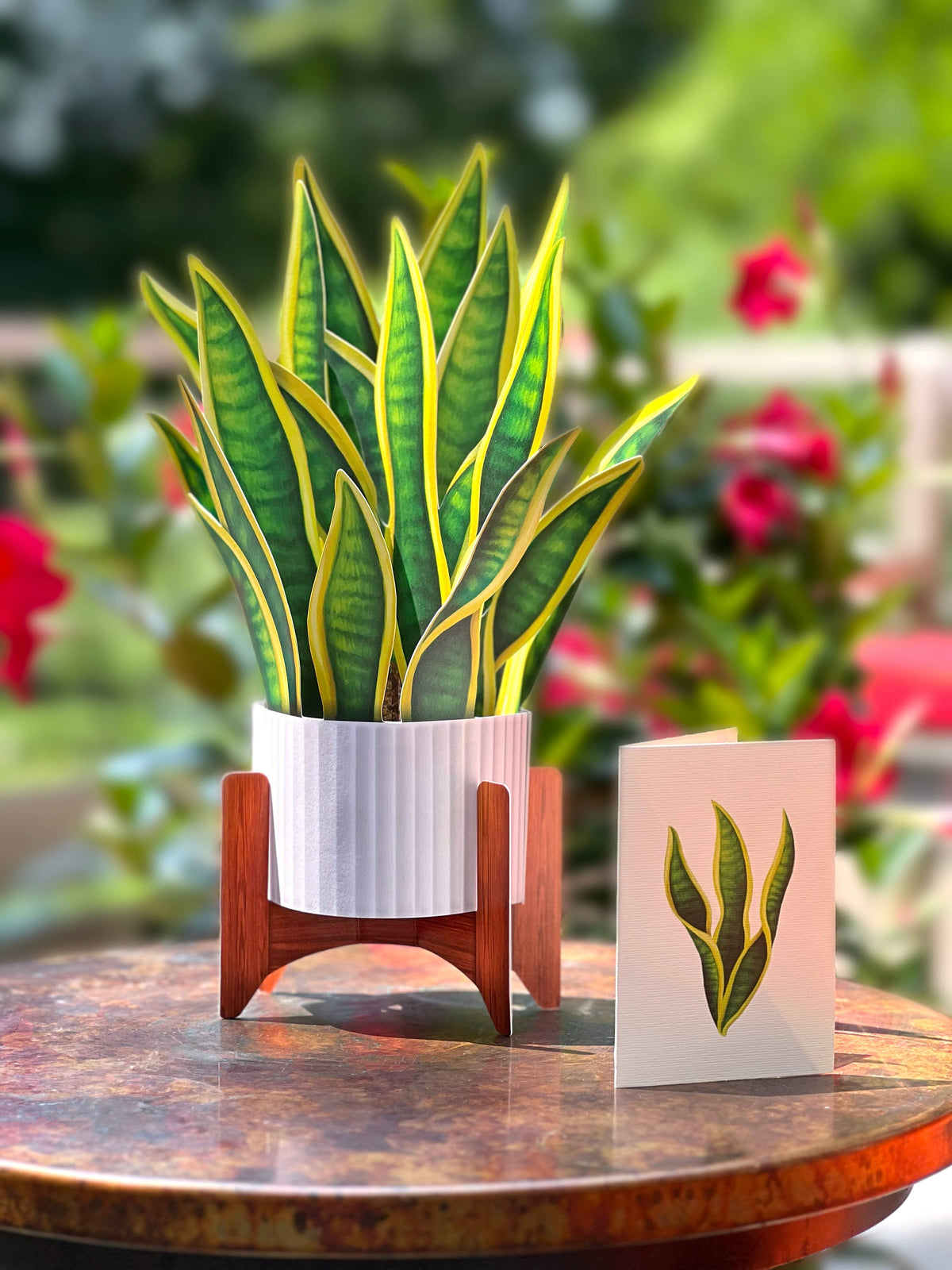 Snake Plant