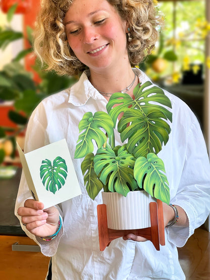 Monstera Plant