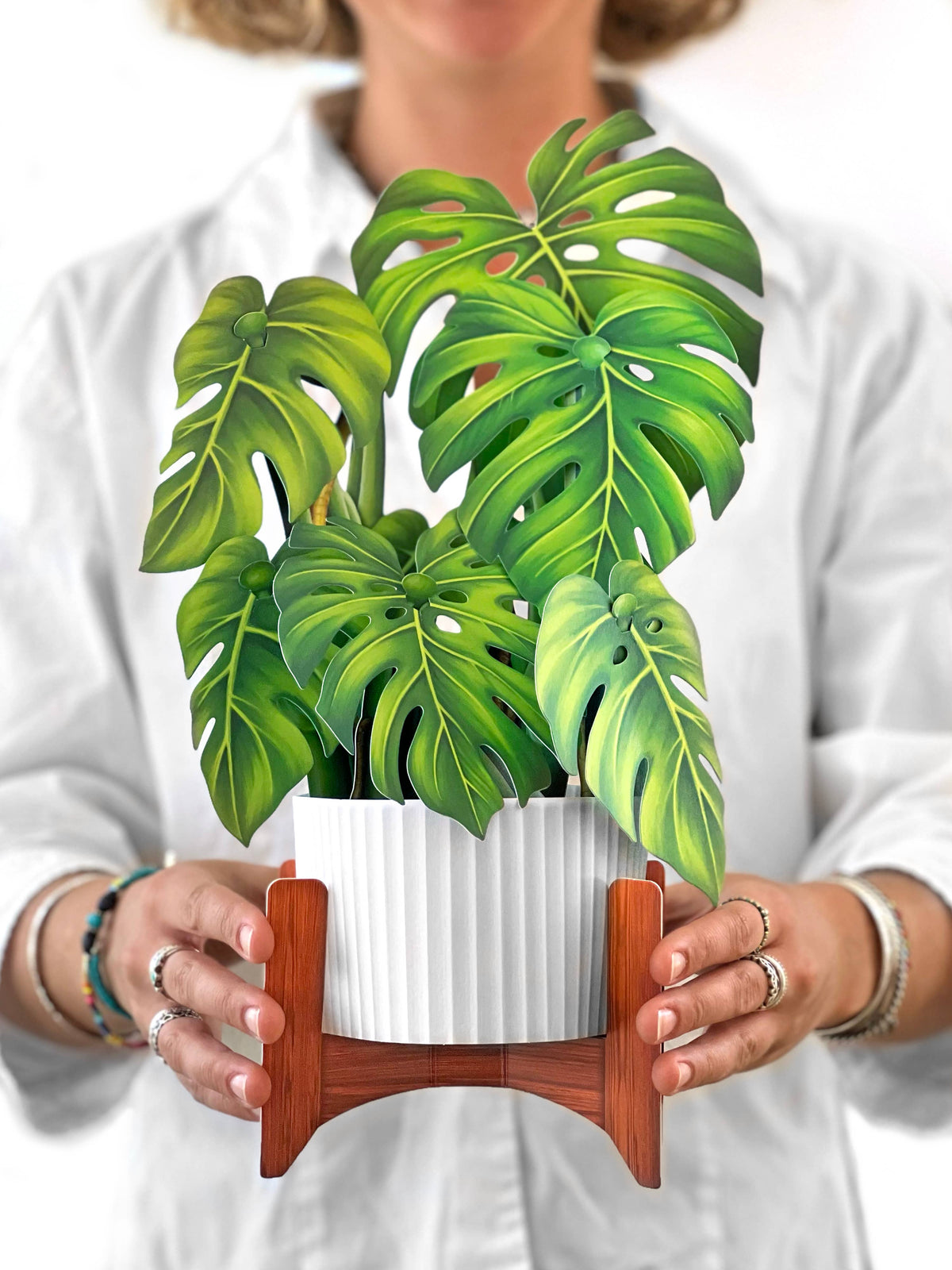 Monstera Plant