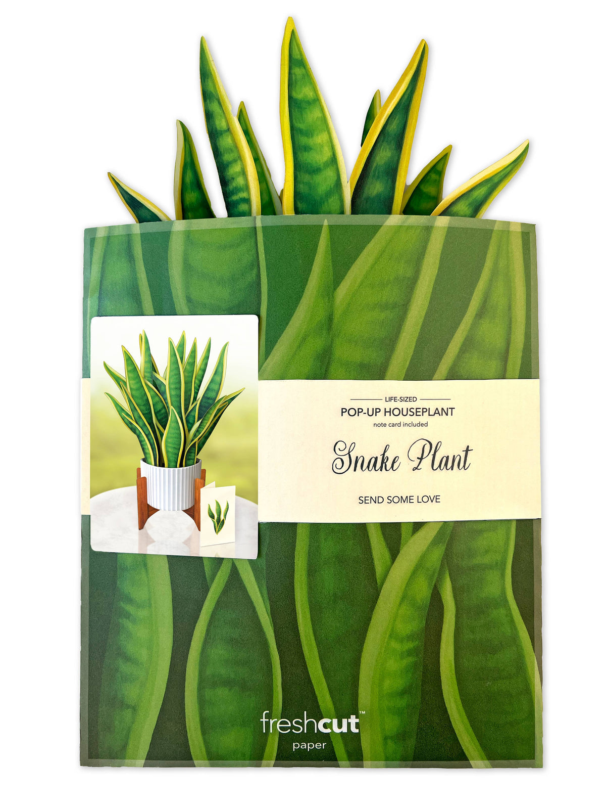 Snake Plant