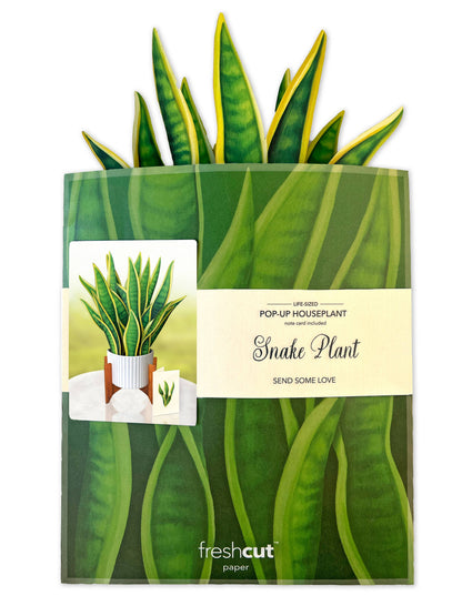 Snake Plant