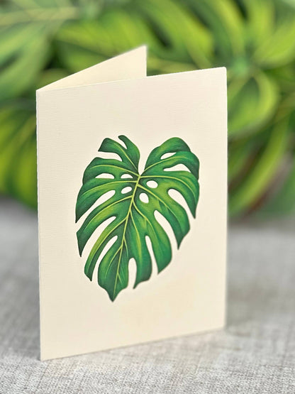 Monstera Plant