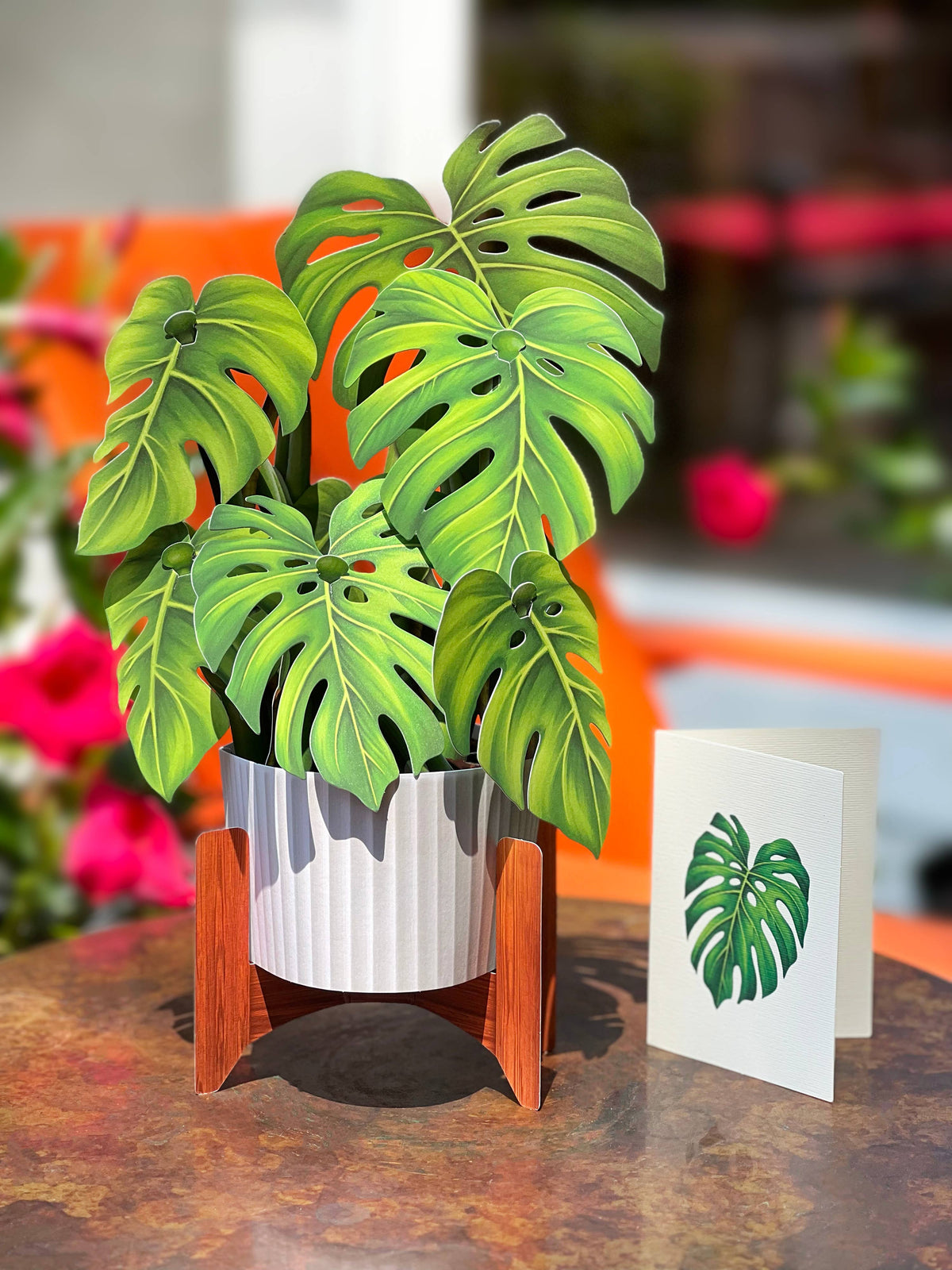 Monstera Plant