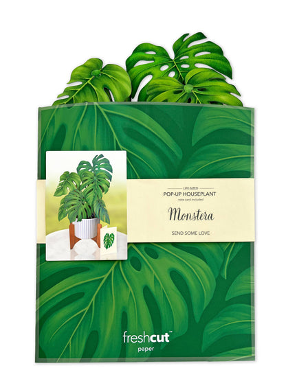 Monstera Plant