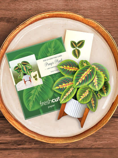 Mini Prayer Plant